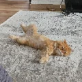 Николай